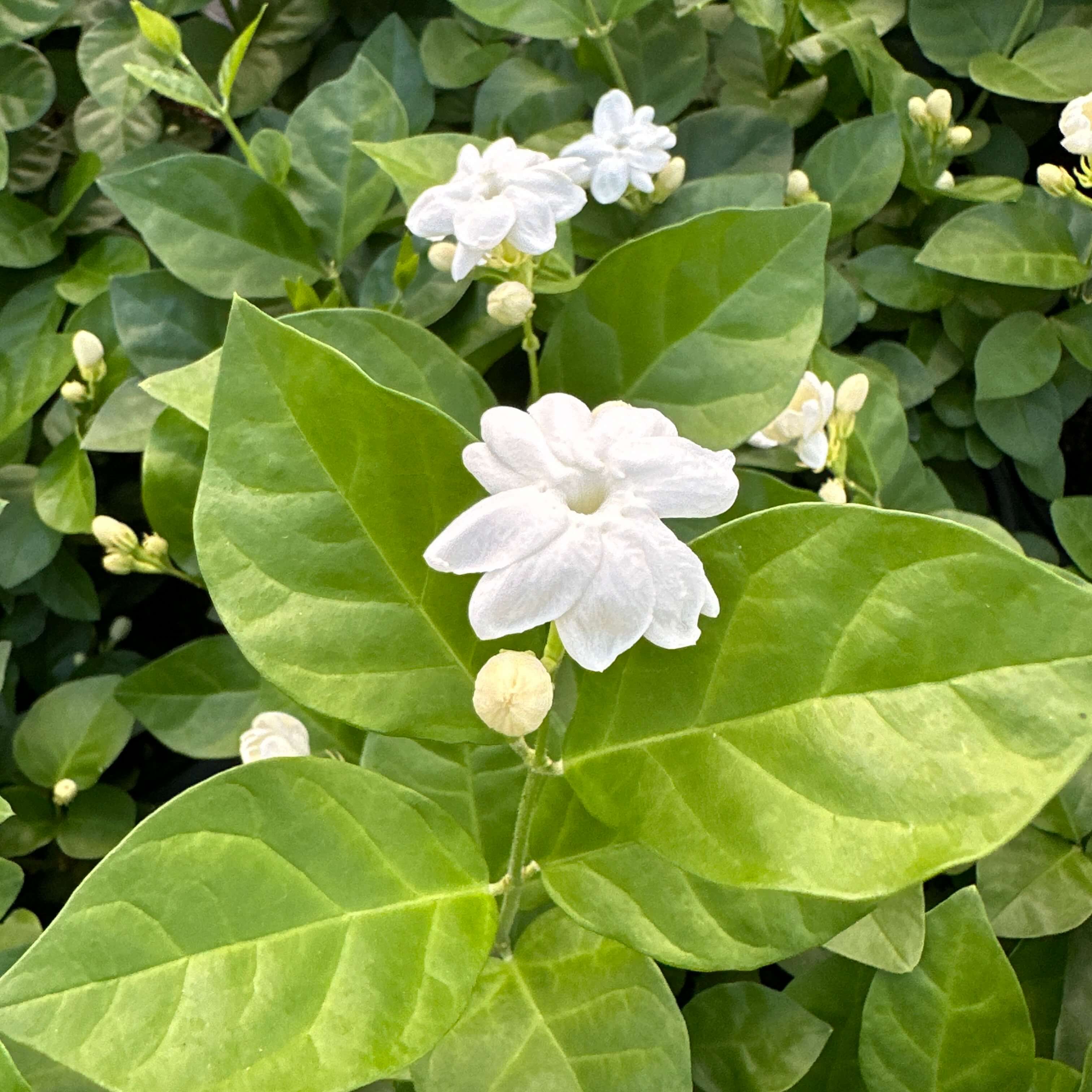 아라비안 자스민 키우기