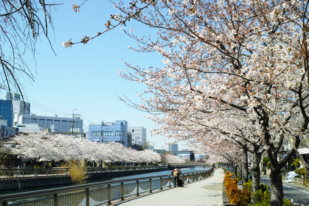 Cherry blossom.