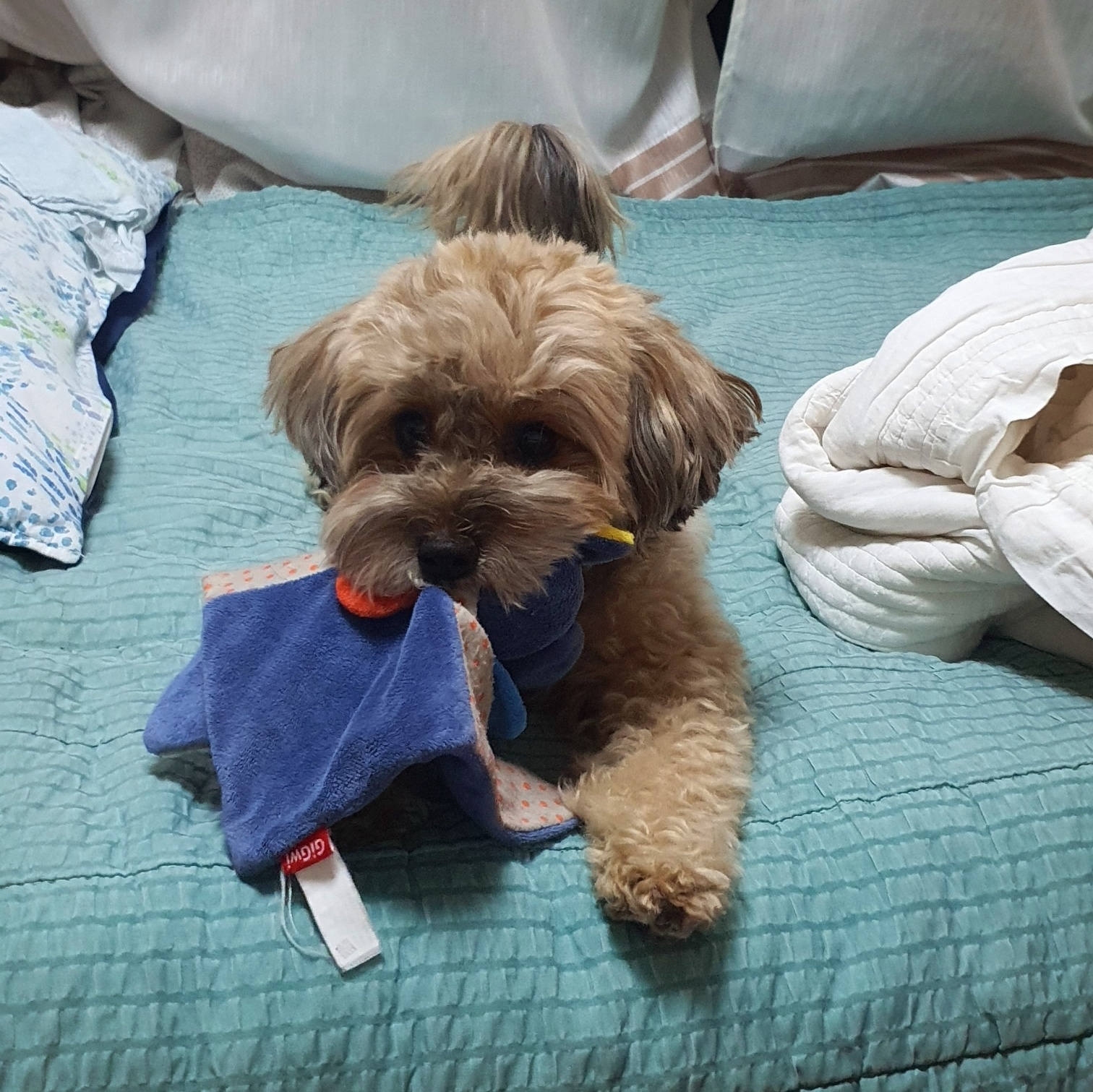 놀이중인 강아지 토리