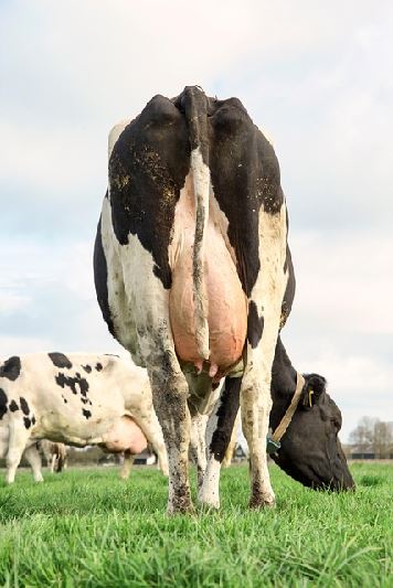 A2 우유: 건강한 선택인가&amp;#44; 불필요한 선택인가?3