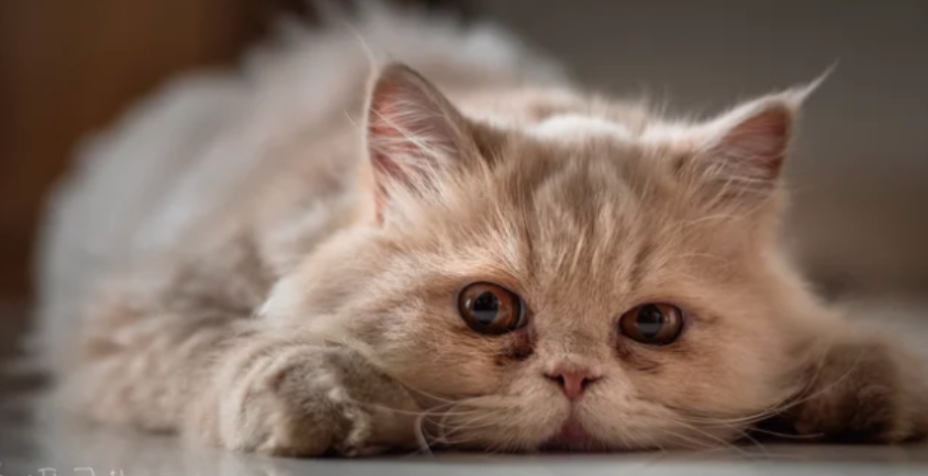 페르시안 고양이/출처:어도비스톡