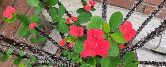 서리 발생 시기 농작물 보온 비닐 덮기 텃밭 관리_8