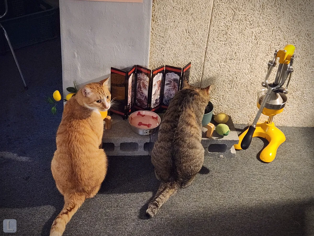 대구-동구-독립서점-심플책방-고양이-두마리