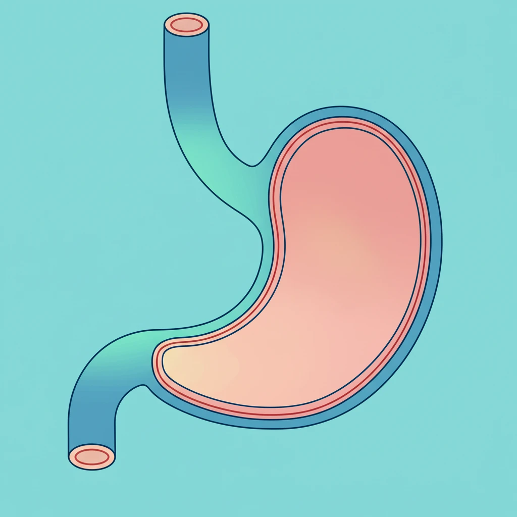 알마겔, 위장 보호를 위한 최적의 선..