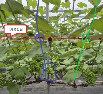 작물 순지르기 유인 기본 토마토 오이 가지 고추 수형관리_24