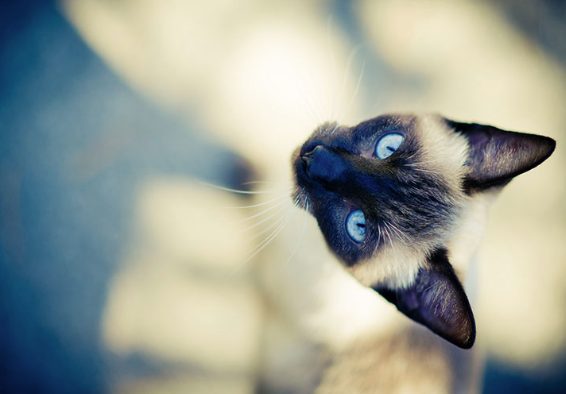 샴은 어떤 고양이