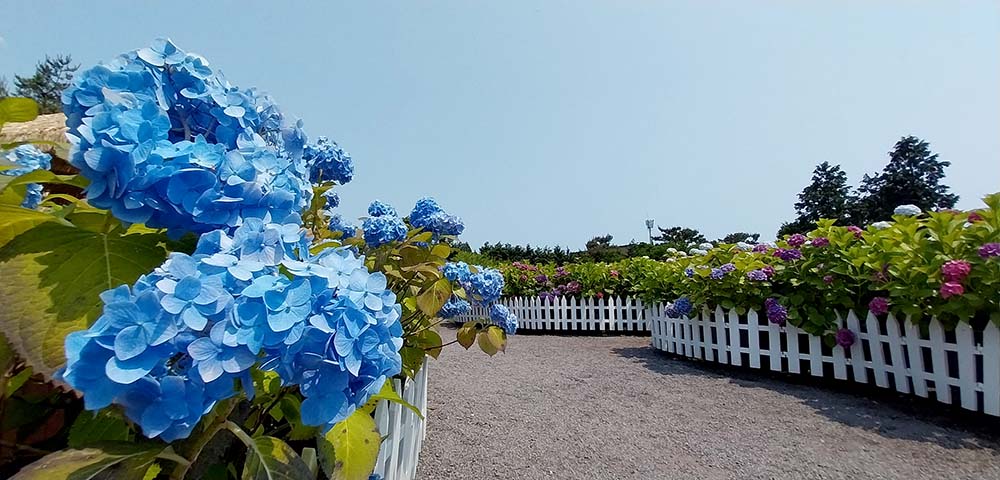 휴애리 수국