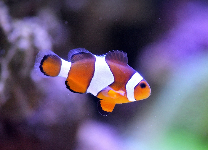니모를찾아서 영화에 나오는 물고기 사진