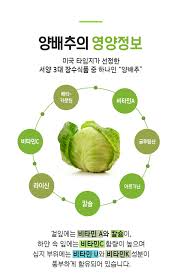 양배추영양
