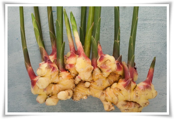 &quot;생강 심기&quot; 텃밭의 보물, 4월 ~ 5월 초 생강 심기로 건강과 맛을 동시에!