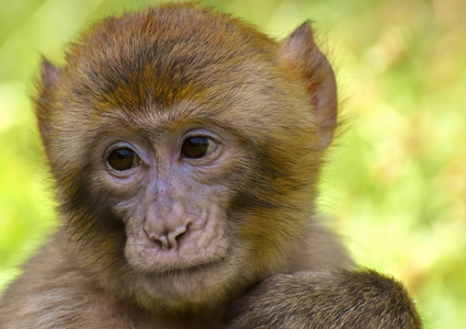 동물들의 언어와 의사소통 방식
