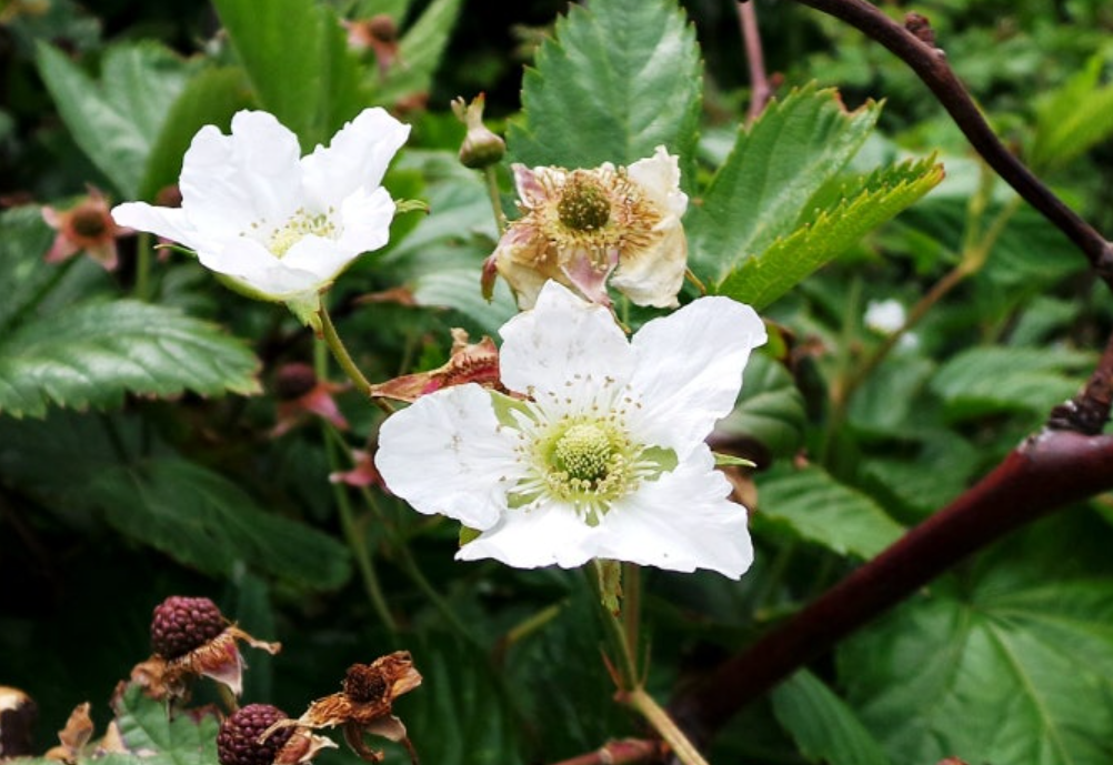 제주도 야생복분자
