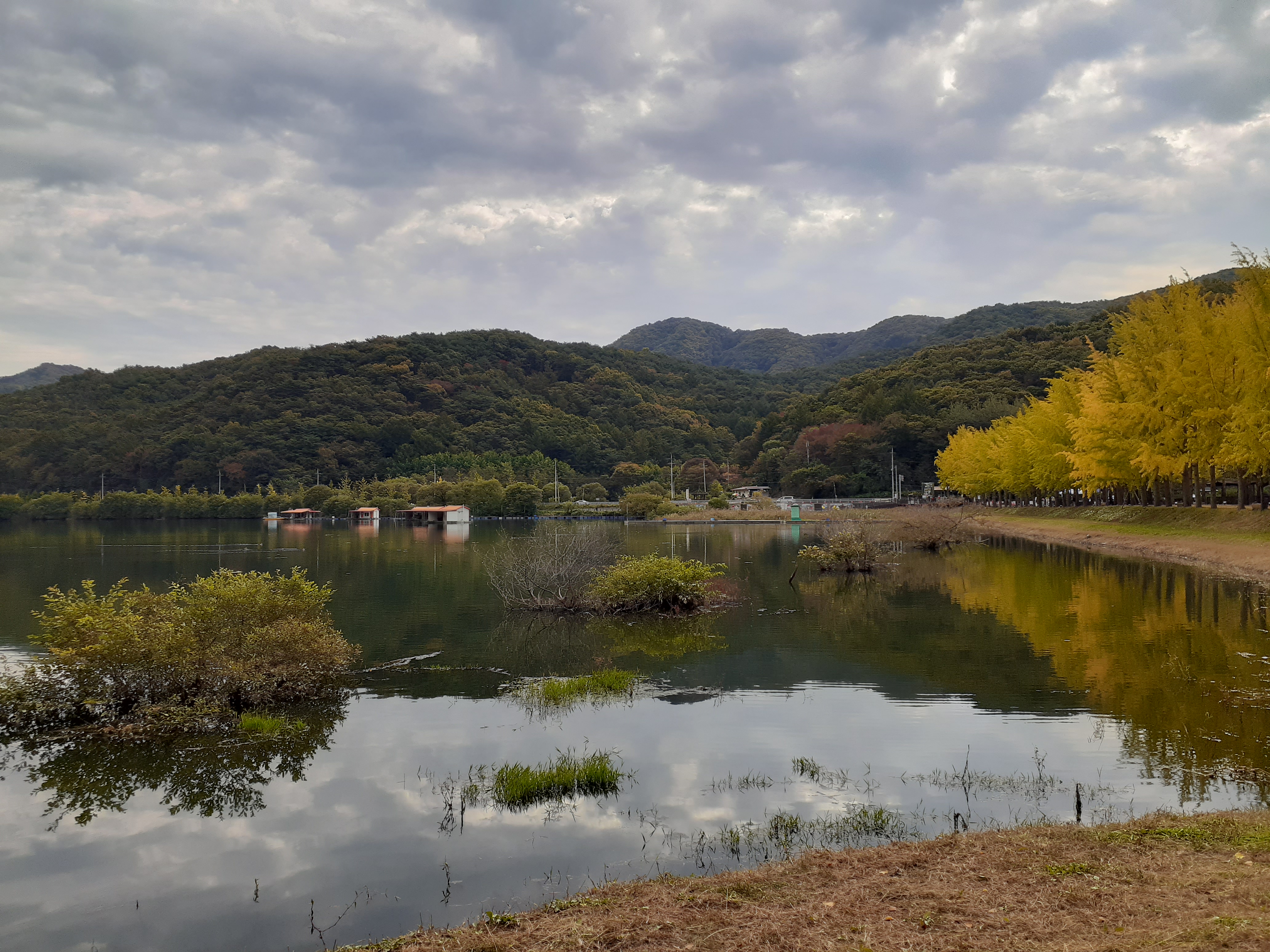 문광저수지단풍