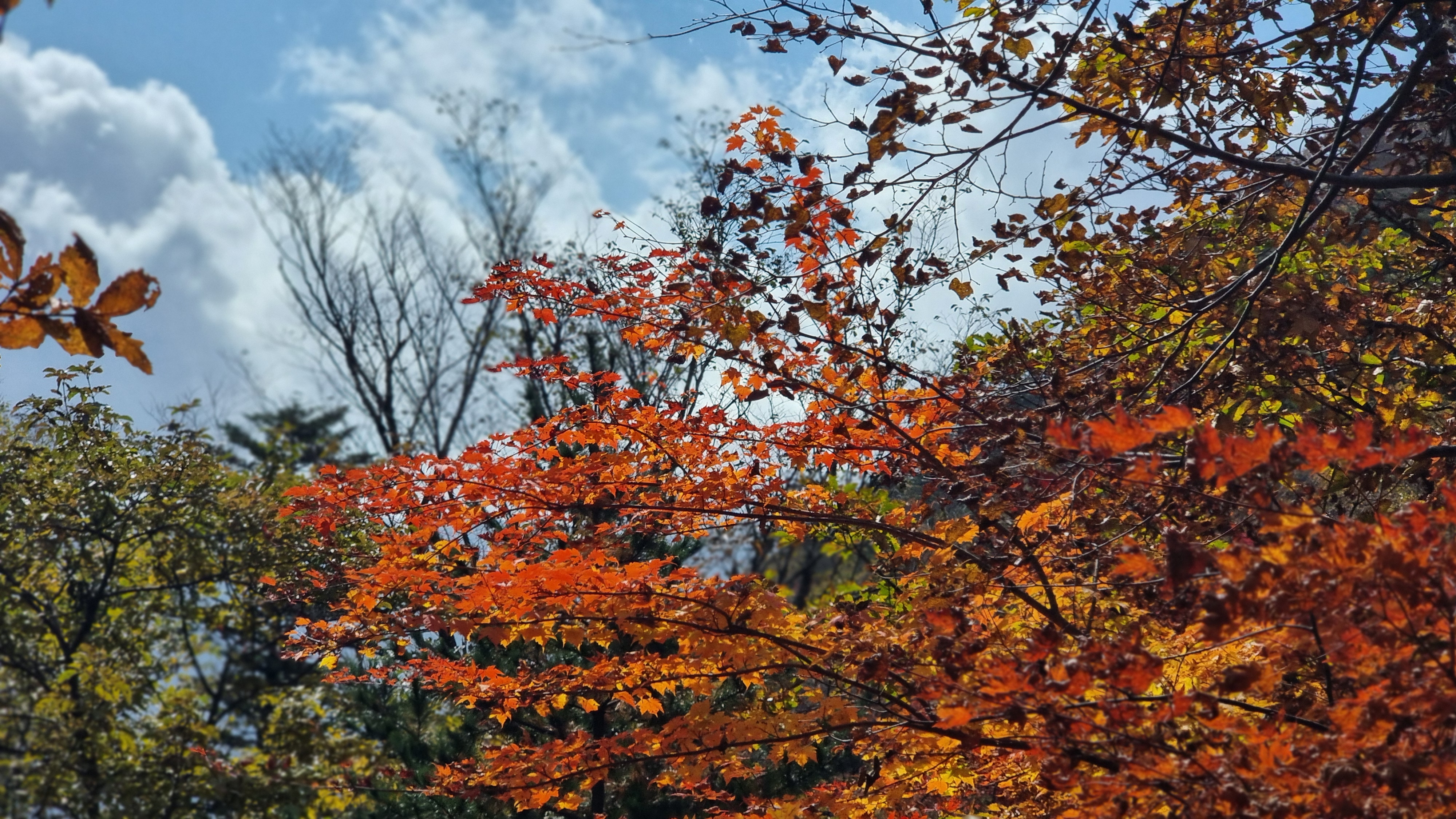 설악산 단풍 상황