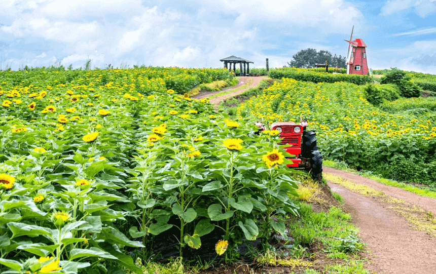 강주 해바라기 축제