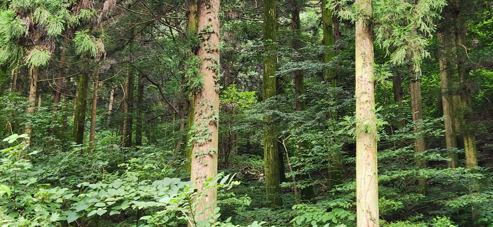 더욱 울창해진 장마후 장성 치유의숲
