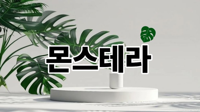 몬스테라