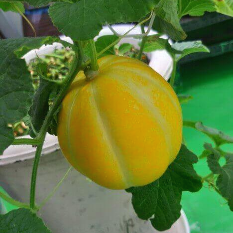 여름 제철 과일 참외 놀라운 10가지 효능과 부작용 및 참외 씨&amp;#44; 참외 껍질 효능