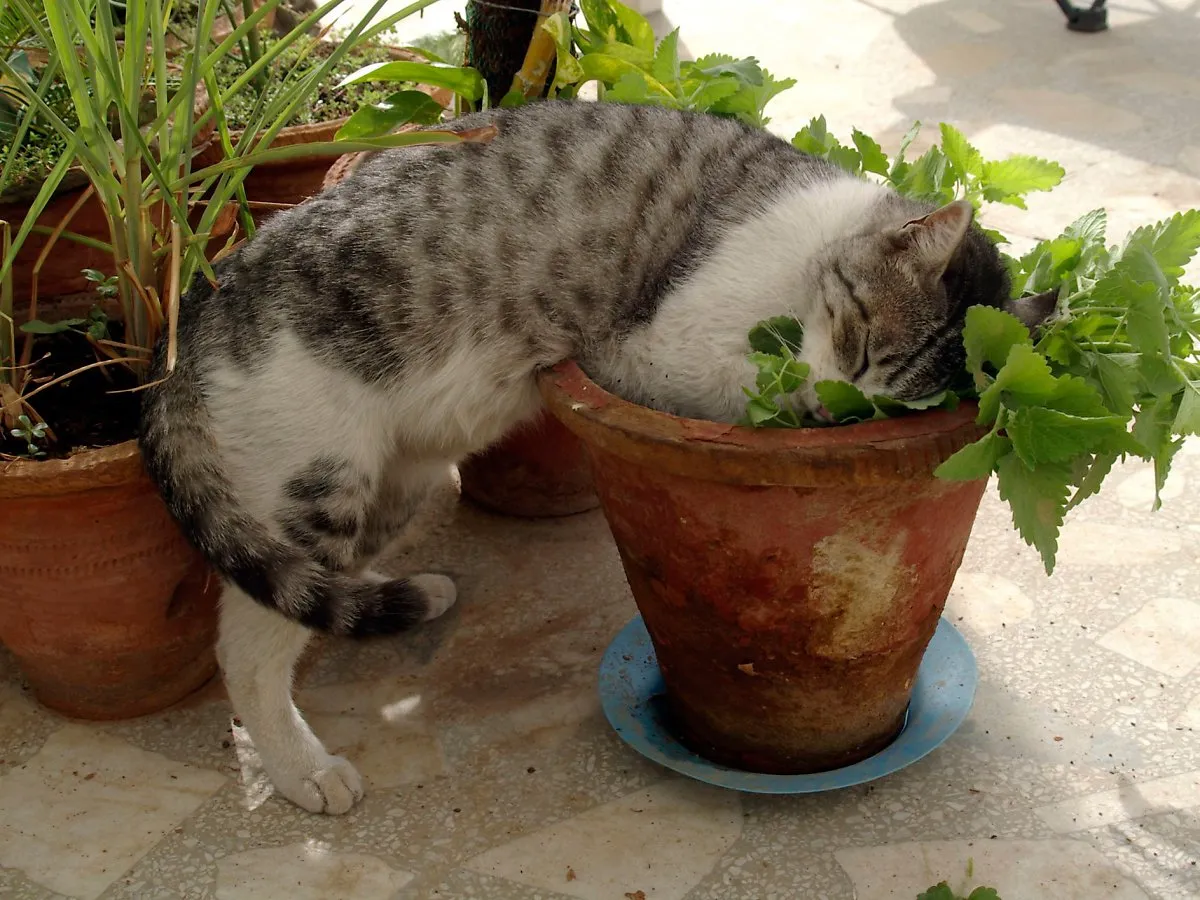 고양이에게 해로운 식물_3