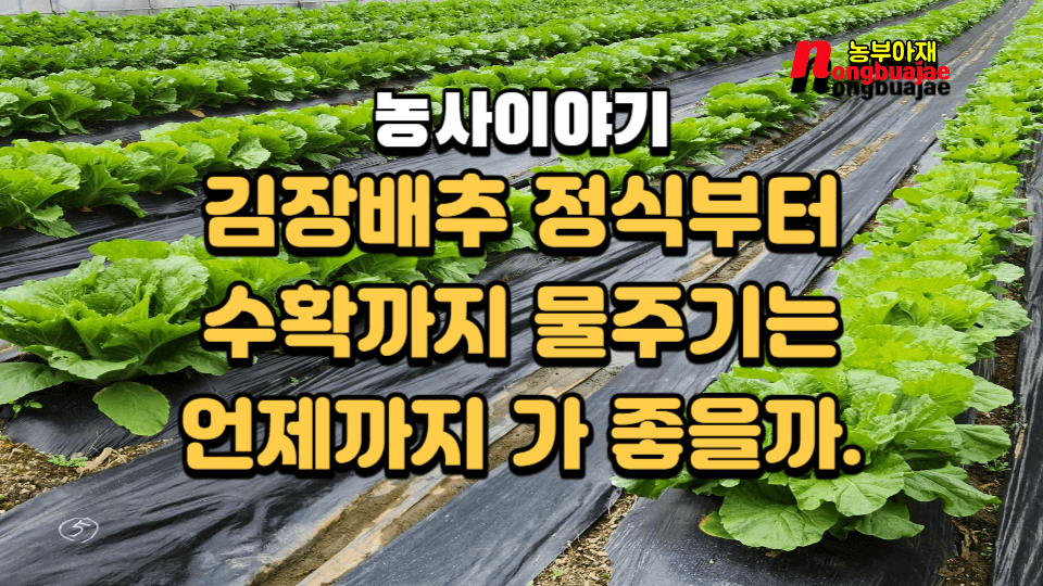 김장배추 정식부터 수확까지 물주기는 언제까지 가 좋을까.