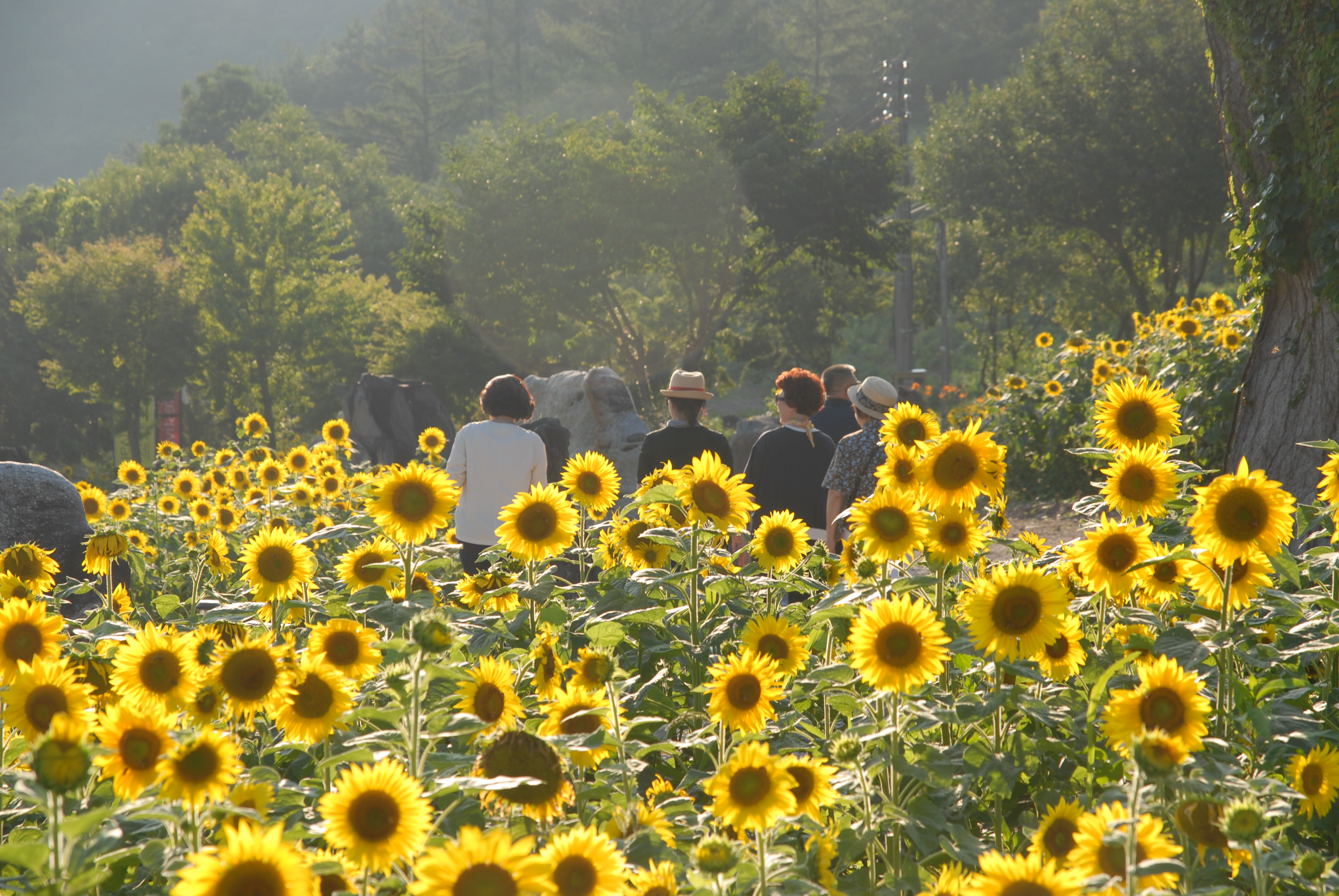 구와우마을 해바라기 축제