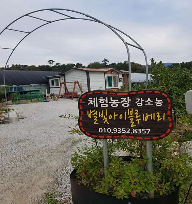 별빛아이블루베리체험농장