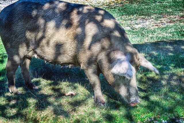 2025년 을사년 신년운세, 돼지띠(4) 한번 바꿔보자 돼지띠.