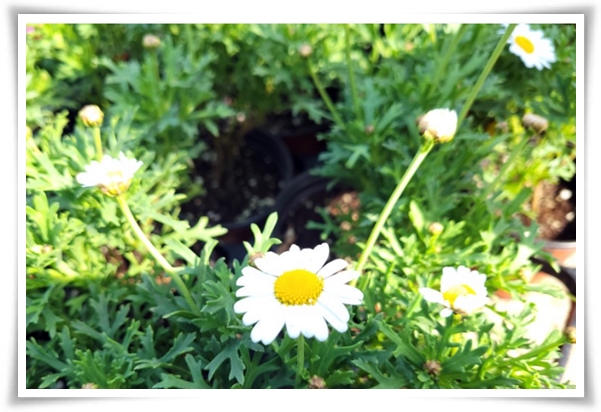 &quot;마가렛&quot; 상큼함으로 일상을 물들이는 꽃, 키우기부터 활용까지 완벽 가이드!