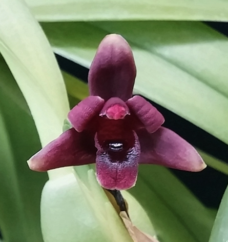 막실라리아 꽃 피우기3