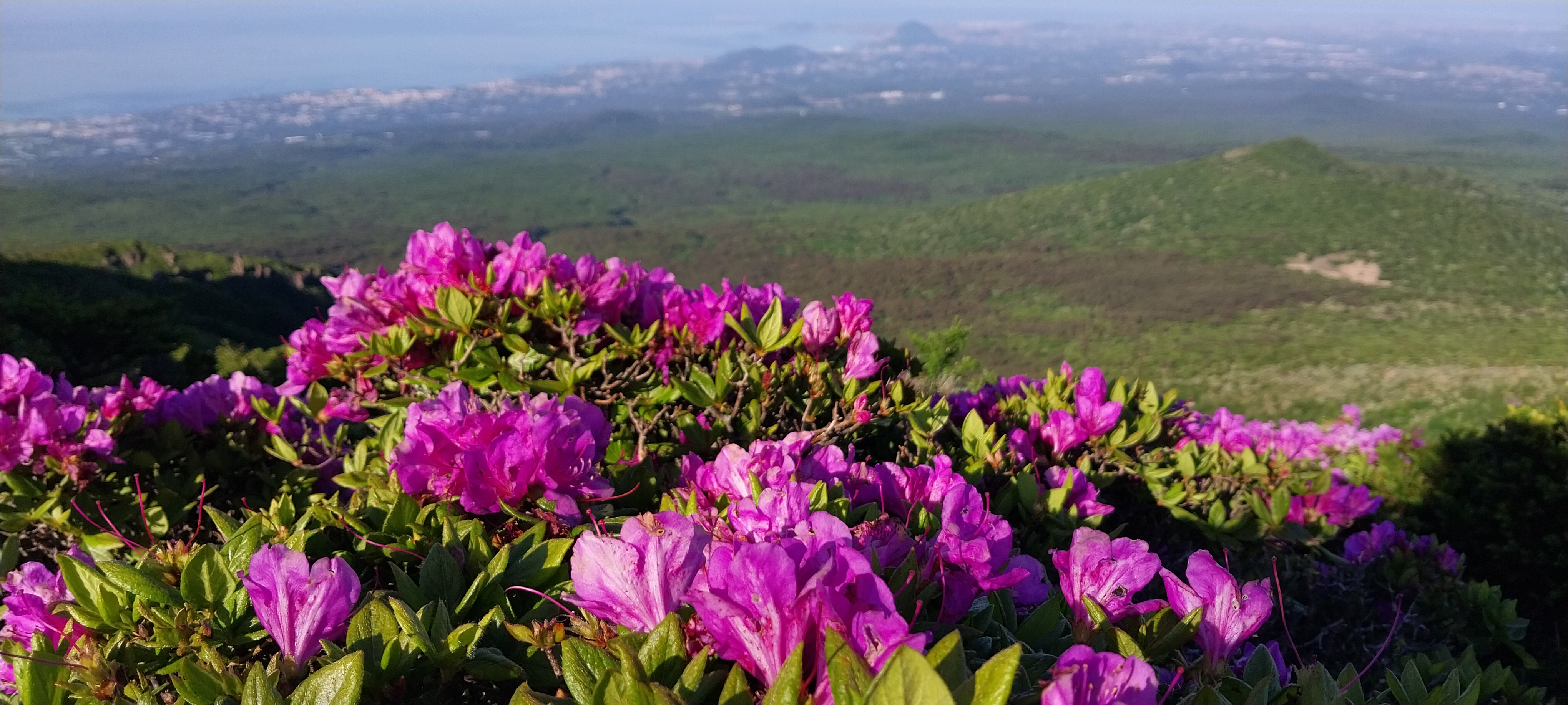 한라산 윗세오름 철쭉꽃