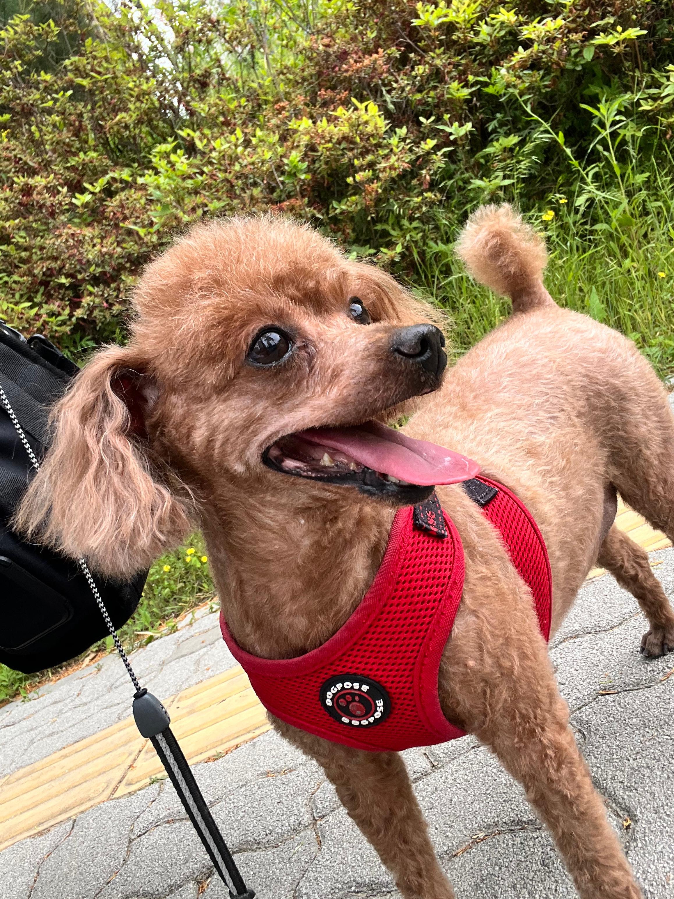 강아지 문제행동 원인 & 해결 가이드