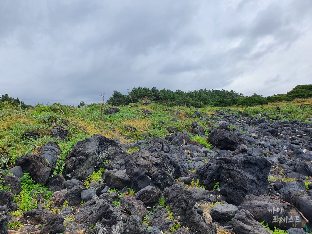 제주 고망난 돌 주의사항