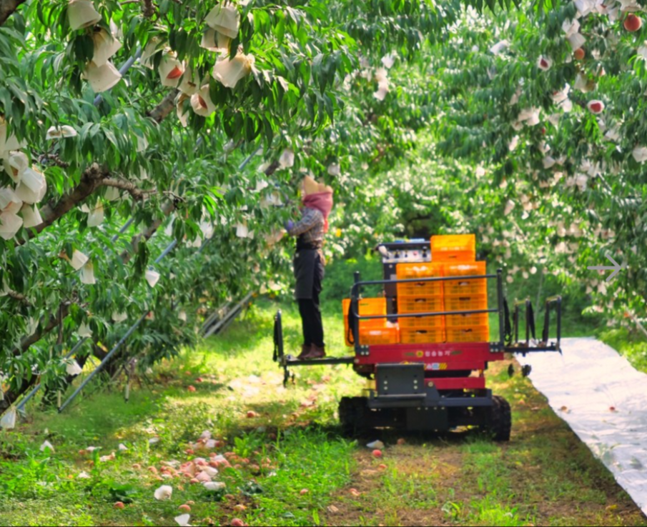 생방송투데이 복숭아