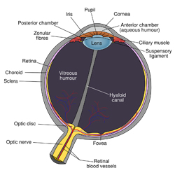 안과참조예시01