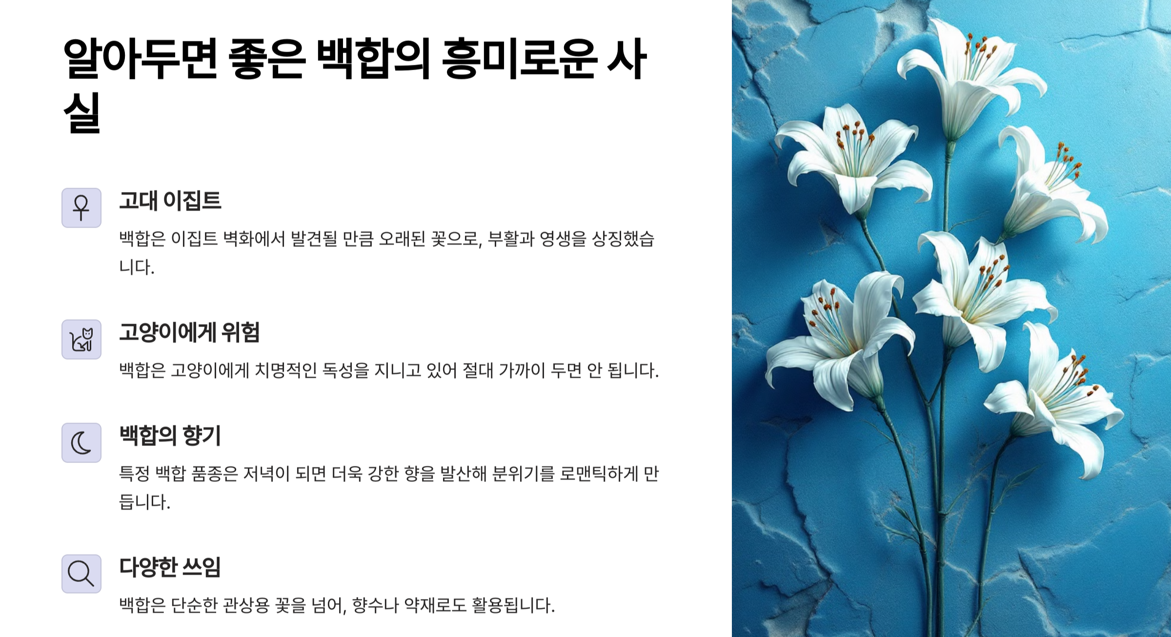 백합 사진