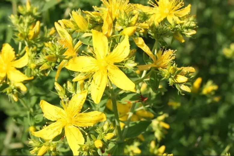 세인트존스워트