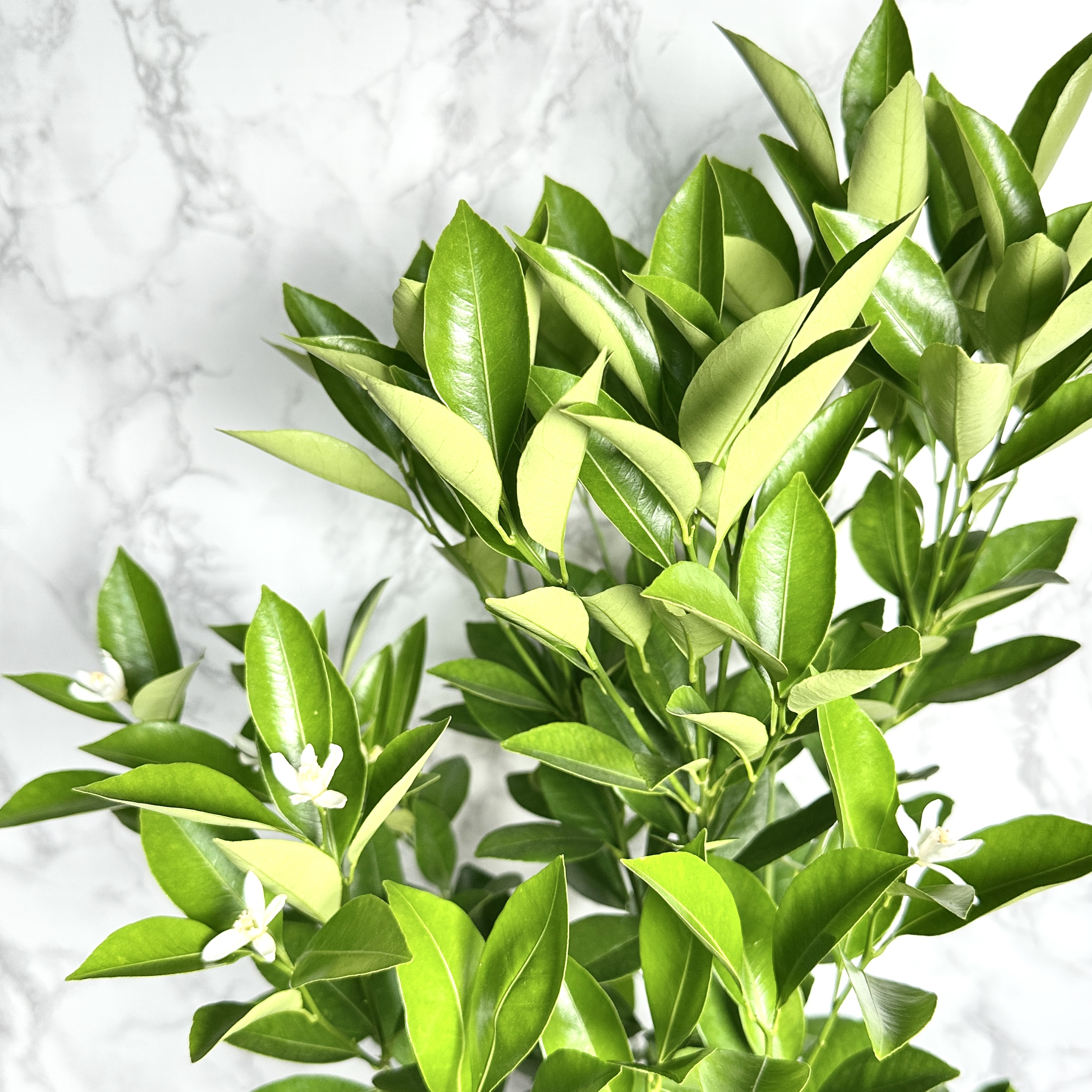 유주나무 키우기 금귤나무 키우기 쉬운 나무