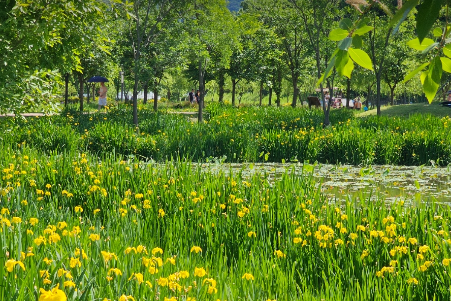 거창 창포원 꽃창포