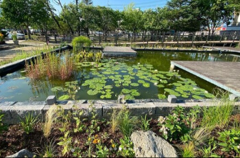 세미원 연꽃축제 연꽃문화제_19