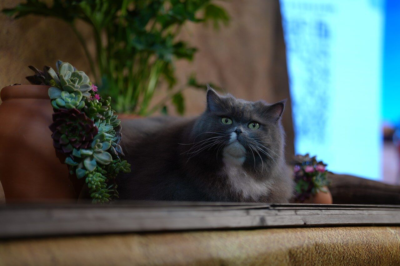 2025년 친환경 보일러 보조금