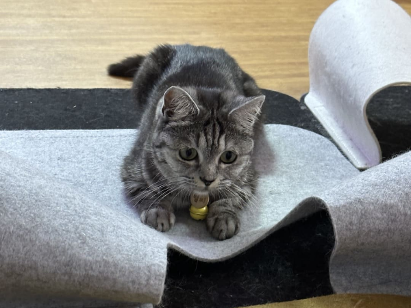 고양이 눈동자