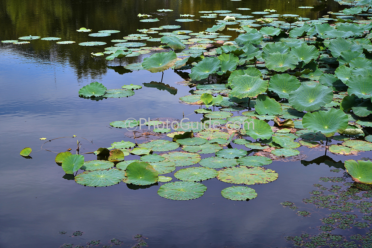 ⓒPhotoGuide.com 청주 상당산성