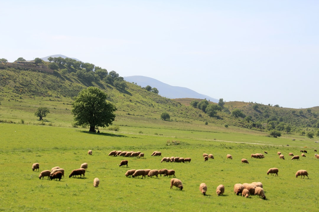 Farmland