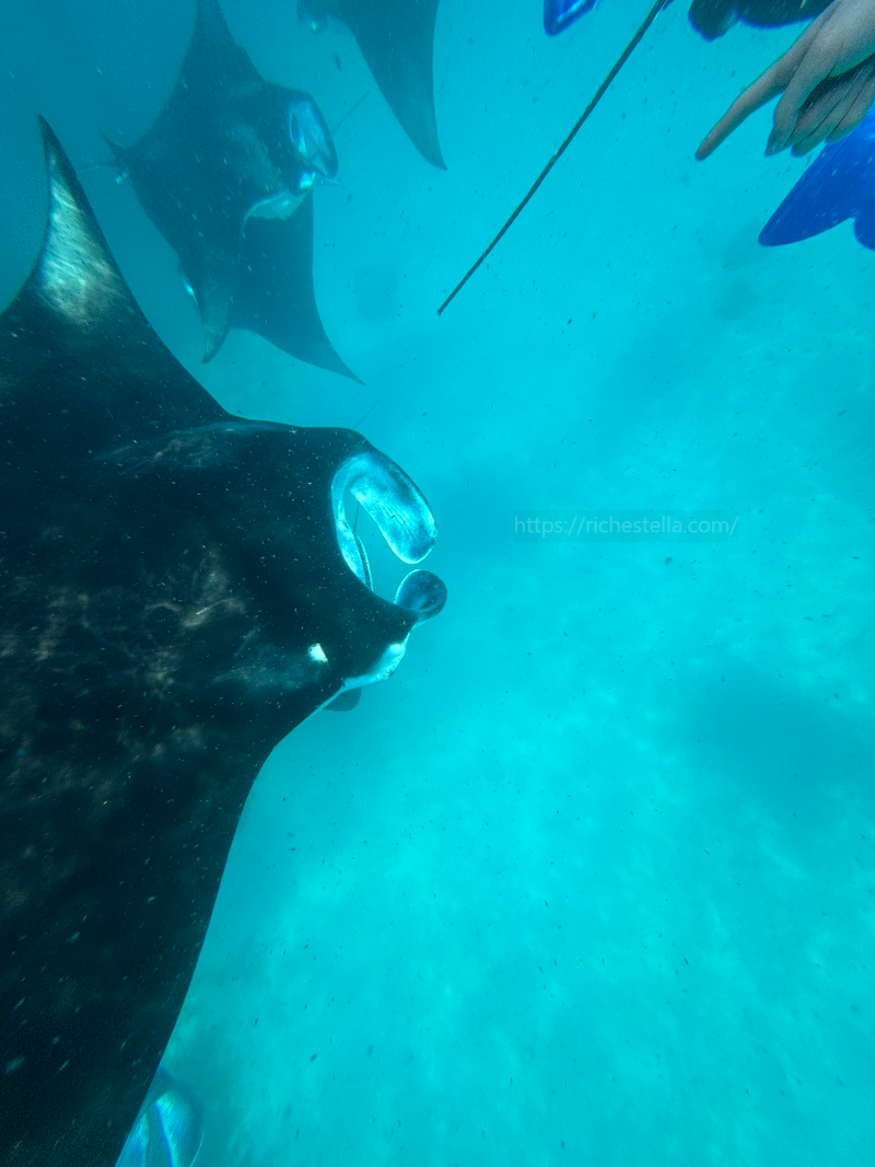 만타가오리 스노쿨링