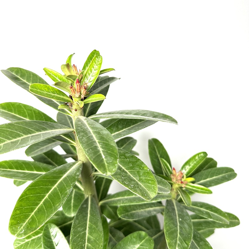 사막의장미 아데니움 크게 대품 키우기