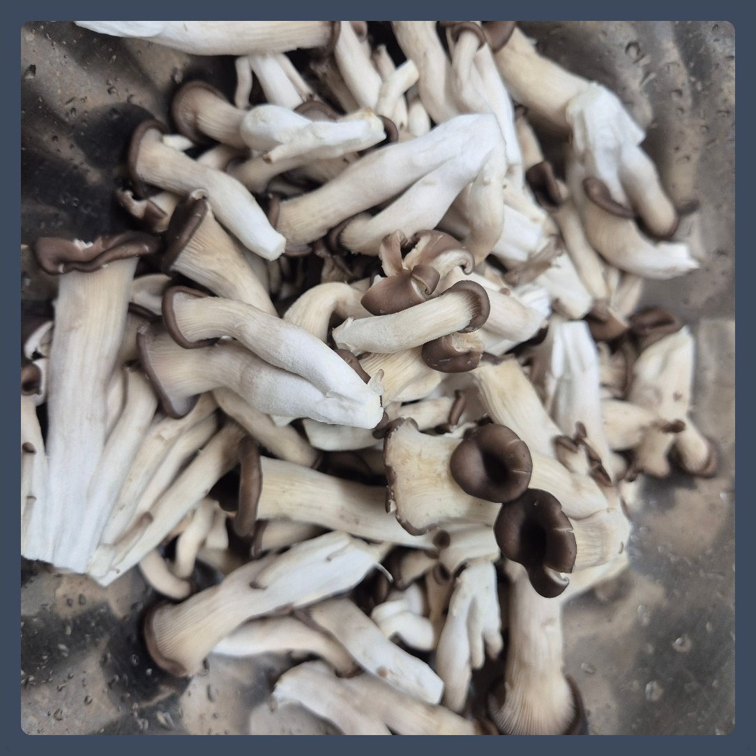 산지직송 당일발송 친환경 무농약 GAP 인증 친환경 느타리버섯 2KG 대용량 흑타리 키움의미학