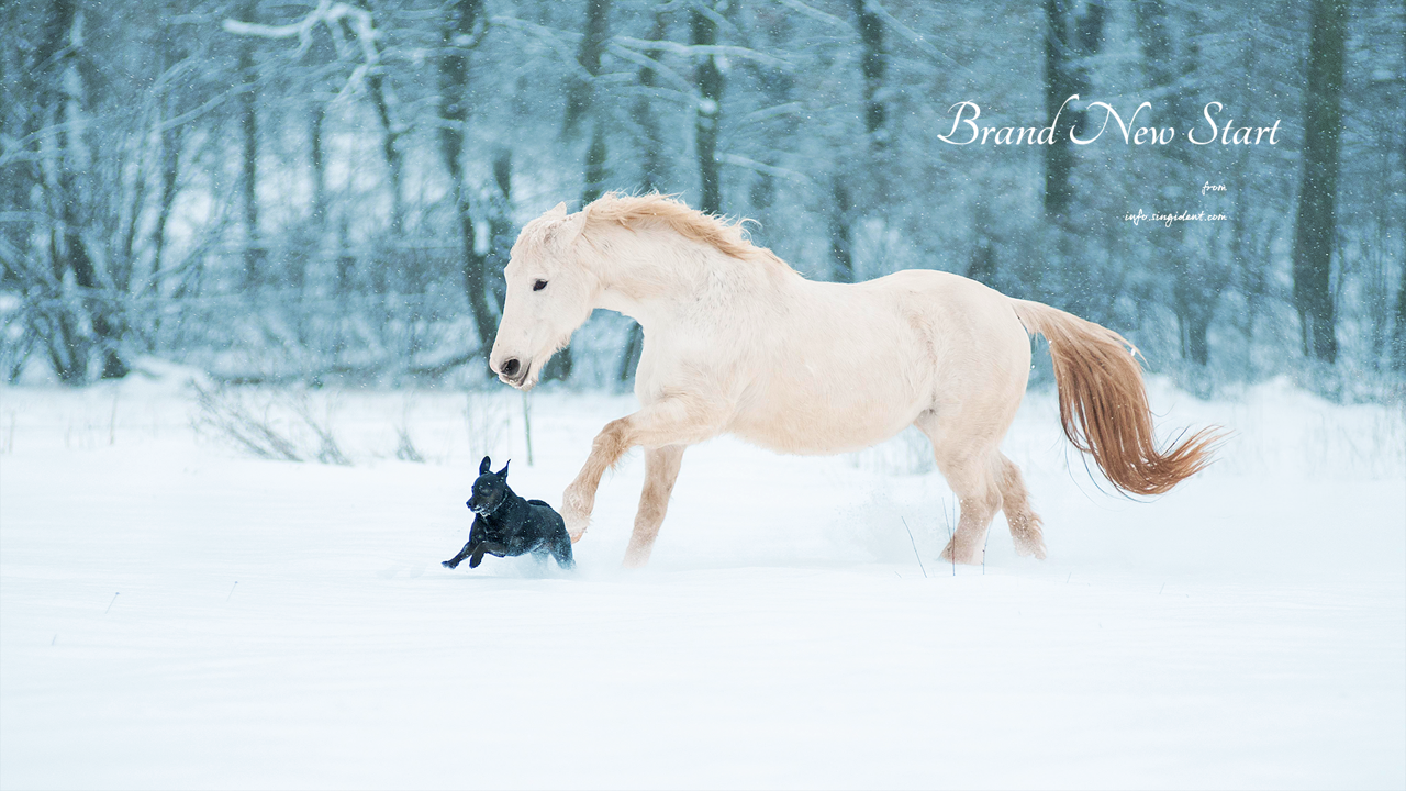 04 흰색 말과 강아지 C - Brand New Start 말배경화면