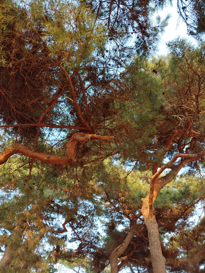 오랜만의-벚꽃-핀-인천대공원-우리-고여운-용자김-엄니랑-소나무를-사랑하시는