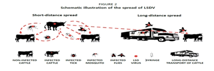 럼피스킨병의 감염 경로