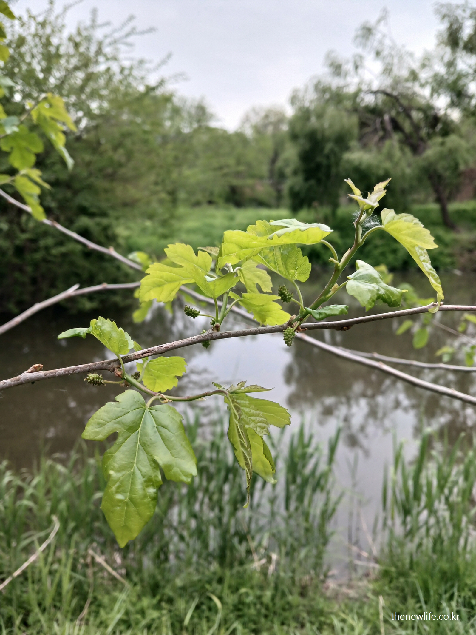 여의도 샛강생태공원에서 촬영한 뽕잎 실사 이미지